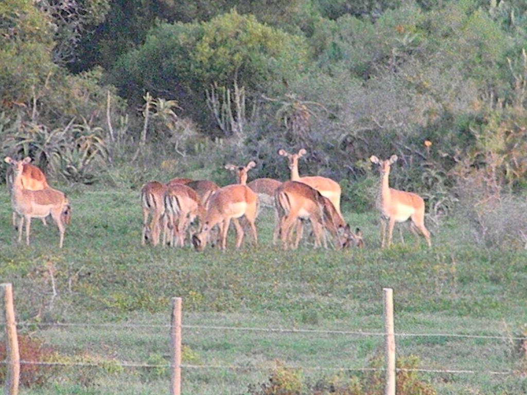The Hexagon Wildlife Conservation Hotel Uitenhage Ngoại thất bức ảnh